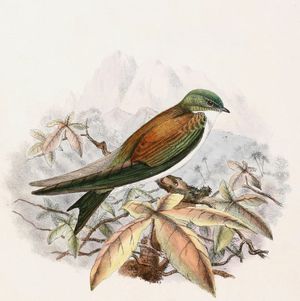 멸종된 원명 아종, T. e. euchrysea