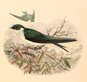 아종 T. e. sclateri의 스케치