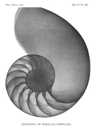 1896년 제임스 그린(James Green)과 제임스 H. 가디너(James H. Gardiner)의 앵무조개(N. pompilius) X선 사진, 런던 연체동물학회 논문집, Vol. II, Pl. XV, p. 178
