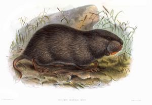 회백색대나무쥐 삽화