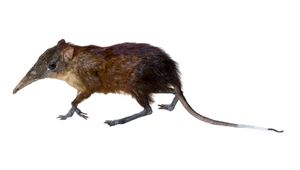 트렌토 과학 박물관의 박제된 회색얼굴코끼리땃쥐