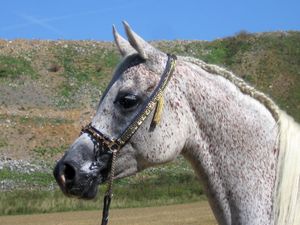 벼룩 물린 회색