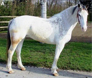 회색마는 때때로 우성 백색 말과 혼동된다