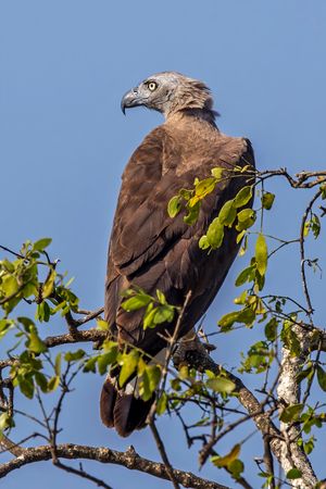 스리랑카 얄라 국립공원의 회색머리바다수리