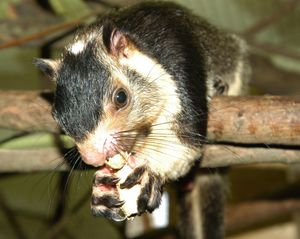 Ratufa macroura melanochra