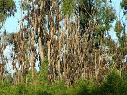 회색머리날여우박쥐 군집