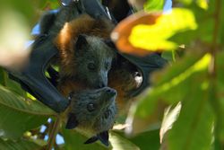 어미와 거의 성숙한 새끼