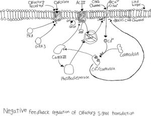 후각 뉴런의 탈감작
