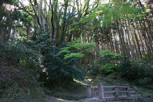 시모오세의 큰 카츠라(국가 천연기념물 / 시모오세)