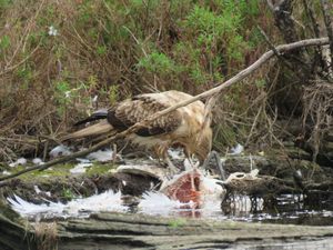 서펜타인 강에서 죽은 새를 먹고 있는 휘파람솔개, 오스트레일리아 서부