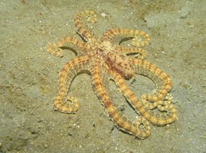 흉내문어가 전형적인 패턴을 보이고 있다