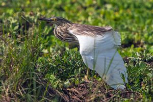 말라가시 연못 해오라기