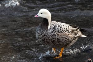 알래스카 해양 국립 야생 동물 보호 구역에서