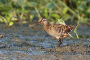 방글라데시 치타공에서 촬영된 흰눈썹뜸부기