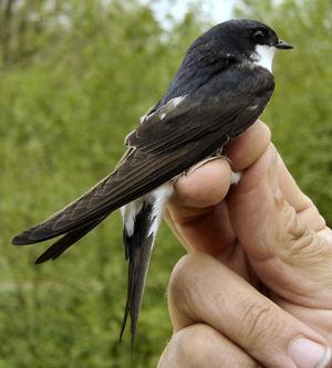 공식 조류 표지(bird ringing) 관측소에서