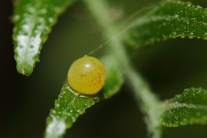 Papilio polytes의 알