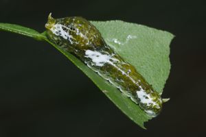 새 배설물과 같은 초기 유충의 위장. 카다부르, 인도