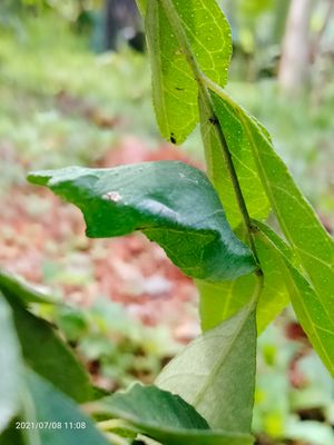 흰띠제비나비의 번데기