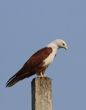 Haliastur indus indus