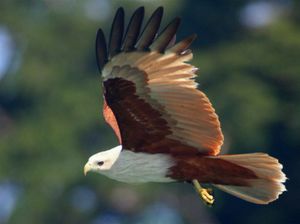 Haliastur indus intermedius