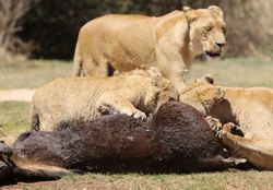 크루거스도르프 게임 공원(Krugersdorp Game Park)(남아프리카 공화국 가우텡주)에서 검은누의 사체를 먹는 사자