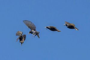 4개의 이미지를 합성하여 찌르레기가 곤충을 떨어뜨린 다음 다시 잡기 위해 급강하하는 모습을 보여준다