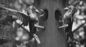 어미새가 새끼에게 먹이를 주고 있다.