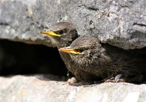 먹이를 기다리는 새끼