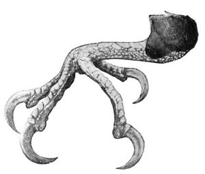 딱따구리의 전형적인 대지족 형태를 보여주는 왼쪽 발 그림