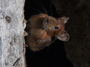 안나푸르나 보존 지역에서 촬영된 히말라야우는토끼.