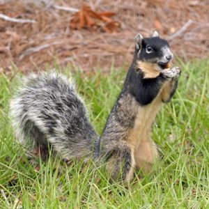 검은색 변이 (S. n. shermani) (중앙 플로리다에서)