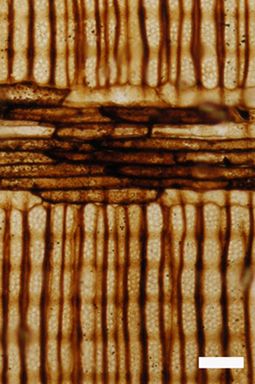 화석화된 Callixylon 나무의 현미경 사진. 규화 작용으로 세포 구조가 세밀하게 보존된 것을 볼 수 있다.