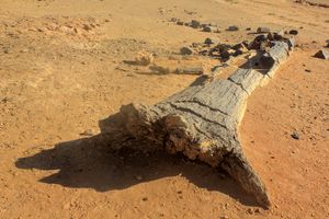 엘 쿠르(북수단) 인근의 석화목 덩어리