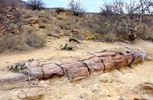 석화된 통나무와 웰위치아 (나미비아 코라시스 석화목)