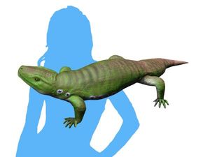 Seymouria baylorensis의 복원도 및 크기 비교