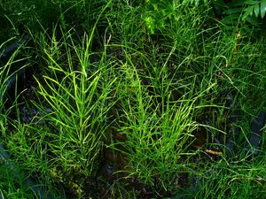 Equisetum arvense(밭속새)