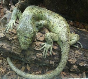 세인트루이스 동물원의 솔로몬섬도마뱀