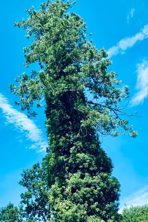 송악이 소나무를 감고 올라가는 모습 (영국 서리 주 헤들리)