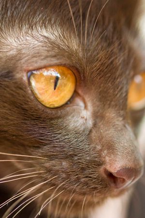 수팔락의 눈, 수염 및 코 색상