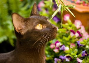 번식을 위한 수팔락 암컷