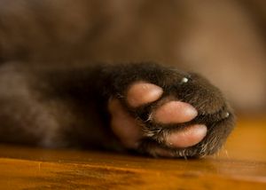 수팔락 발바닥 색상