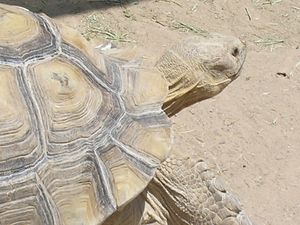 라스베이거스 동물원에 있는 설카타거북