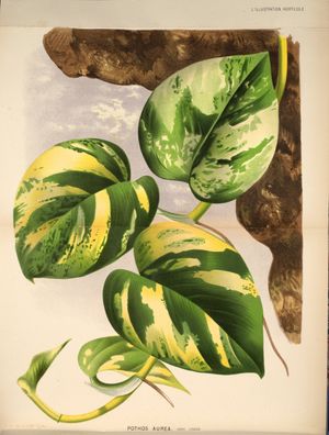 1871년에 Linden & André가 Pothos aureus로 묘사한 삽화.