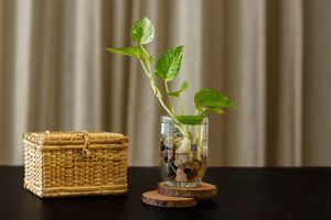 소형 유리 꽃병에 담긴 E. aureum