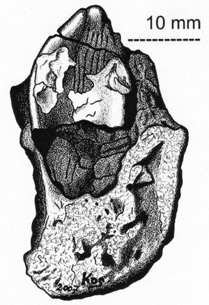 부모형의 치골 치아; 치상 꼭대기 근처에 확대되고 간격을 둔 치상에 주목하라