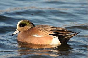 미국 뉴저지에서 겨울 깃털을 가진 수컷