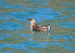 오리건 해안의 성체 알락쇠오리