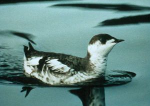 겨울 깃털을 보여주는 알락쇠오리 (Brachyramphus marmoratus)