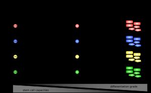 그림 6. 암 줄기세포 모델에 따른 종양의 계층적 구성