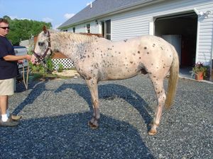 젖은 털을 가진 애펄루사로, 특히 반점 주위에 흰색 털 아래 어두운 피부가 비쳐 보이는 "후광" 효과를 보여준다. 이 말은 소수 반점 레오파드 패턴에 해당한다.